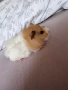 Продавам две сладки морски свинчета на един месец.Родени са на 23-ти Април🐹, снимка 6