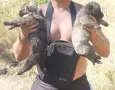 Свободни кангали Тигрови линия чапар , снимка 4
