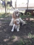Cocker Spaniel, снимка 7