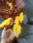 ръчни неразделки и малки александри, снимка 1