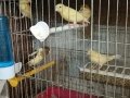 Продавам канарчета ., снимка 2