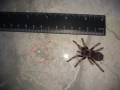 Tarantula - Продавам Тарантyли от снимите - получавате това което виждате, снимка 3