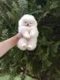 Бели мини Померани. Реални снимки !!!, снимка 2