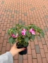 🩷🌿💜 Impatiens walleriana 'Raffael Star Mix' (Циганче / Импатиенс), снимка 6