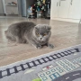 котка шотландска клепоуха , снимка 1