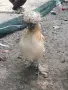 Бантам мини кокошки, снимка 3