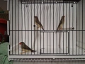 Амадини, снимка 4