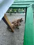 Осинови котенца , снимка 5