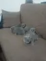 Британска котка, снимка 3