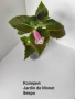 колерия , снимка 5