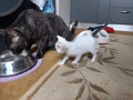 Подарявам коте за осиновяване, снимка 4