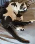 Това котараче чака своето семейство, снимка 6