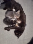 Подарявам котета, снимка 2