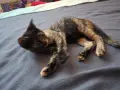 Бездомно женско коте, снимка 11