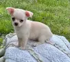 Прекрасно Мъжко Чихуахуа Момче , снимка 3