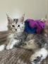 Котенца Мейн Куун, снимка 4