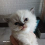 Коте Регдол, снимка 3