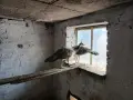 Продавам индийски пауни, снимка 6