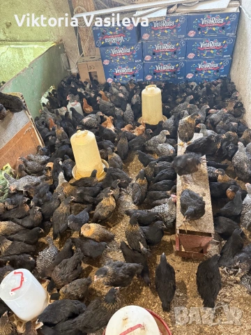 Пилета супер харко , снимка 2 - други­ - 53988197