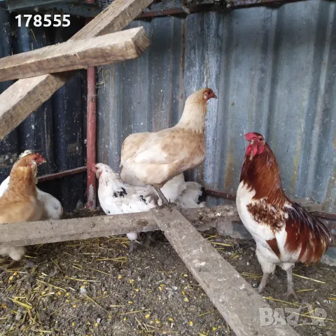 Пиленца Араукана!!!, снимка 4 - Кокошки и пуйки - 55624515