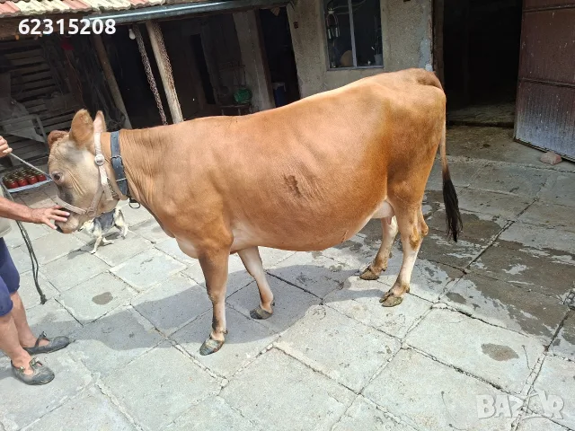 Юница "Джерсе". , снимка 8 - Крави - 55429311