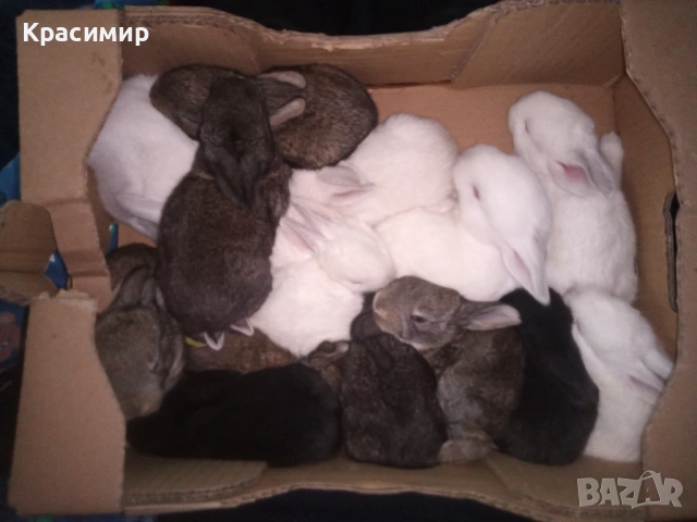 Зайци цика и кръстоска , снимка 2 - Други - 54807258