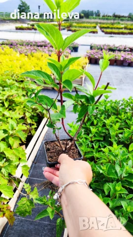 Хортензия паникулата Пинки Уинки, Hydrangea paniculata Pinky Winky, снимка 6 - Градински цветя и растения - 54722812