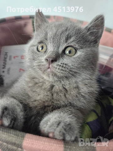 Котенца Британчета, снимка 9 - Британска късокосместа - 54273732