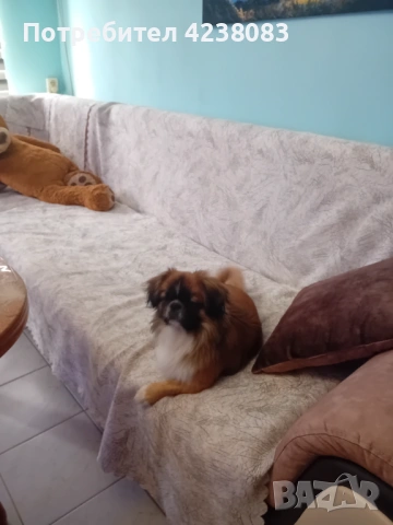 Пекинез, снимка 4 - Пекинез - 54201376