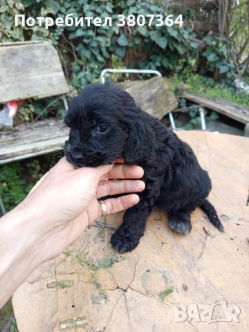 Американски Кокер шпаньол 