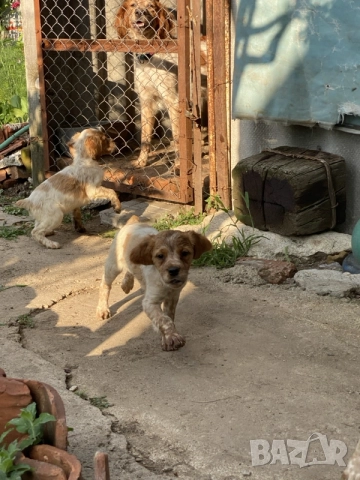 Бретонски шпаньол