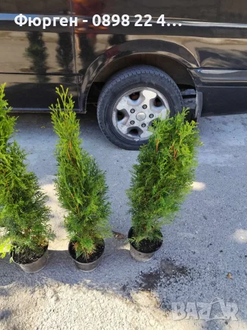 Западна туя Смарагд (Thuja occidentalis Smaragd), снимка 10 - Градински цветя и растения - 27492741