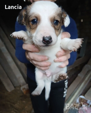 Кученца Джак ръсел, снимка 2 - Джак ръсел териер - 53964427