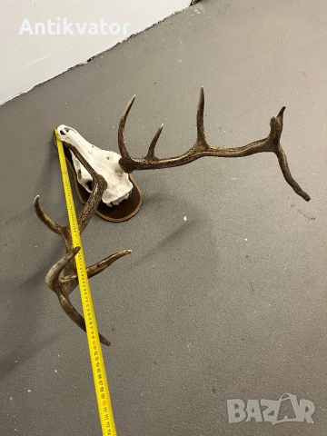 Краси трофей от елен, снимка 7 - Декорация за дома - 54332806