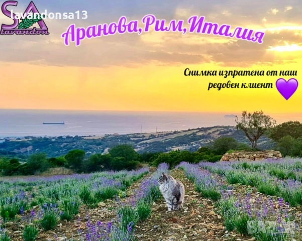 Българска Маслодайна Роза – Дамасцена, Алба, Сентифолия | Разсад, снимка 18 - Градински цветя и растения - 42641069