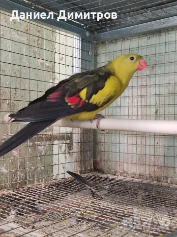 птици на добри цени 🦜, снимка 4 - За птици - 54742395