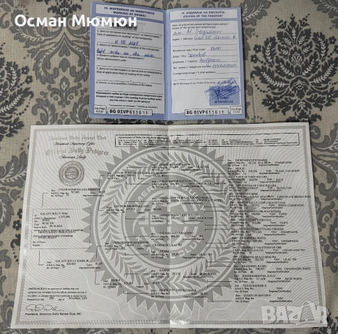 Американско були ПОКЕТ / American bully POCKET, снимка 8 - Други - 55093128