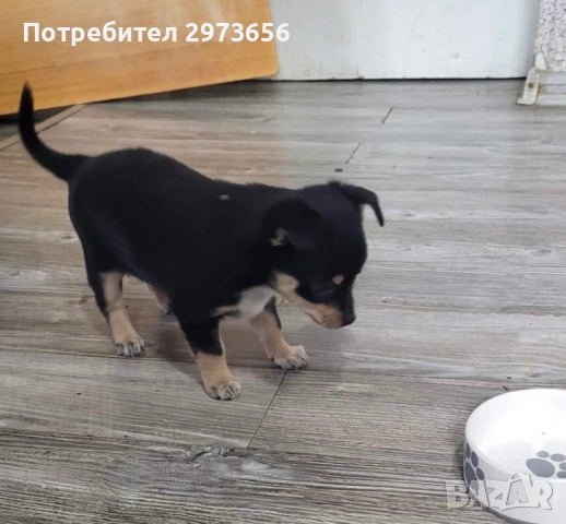 Пинчери, снимка 2 - Пинчер - 54727205