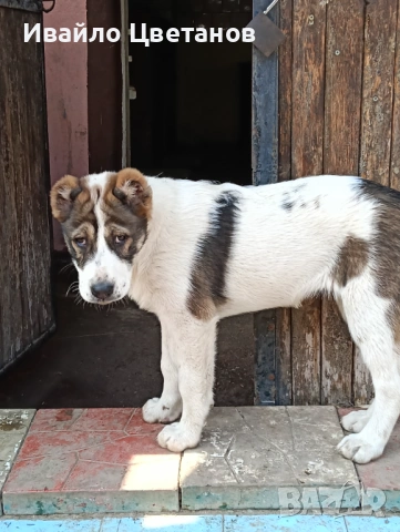 Алабай, снимка 2 - Алабай - 54079797