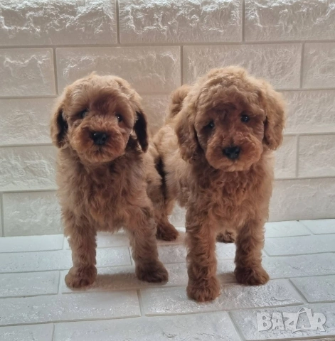 Той Пудел Мини Пудел, снимка 4 - Пудели - 54306425