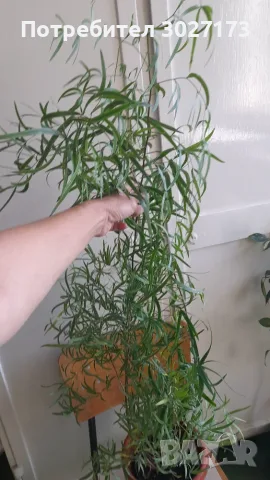 Аспарагус фалкатус, голям горски аспарагус, Asparagus falcatus, снимка 3 - Стайни растения - 55552035