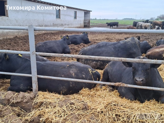 Свободни месодайни телета, снимка 3 - Крави - 54174825