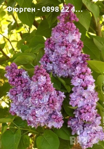 Люляк / Lilac, снимка 2 - Разсади - 51517423