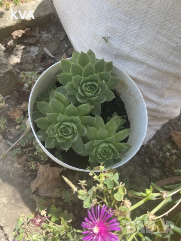 Каменна роза (Sempervivum)