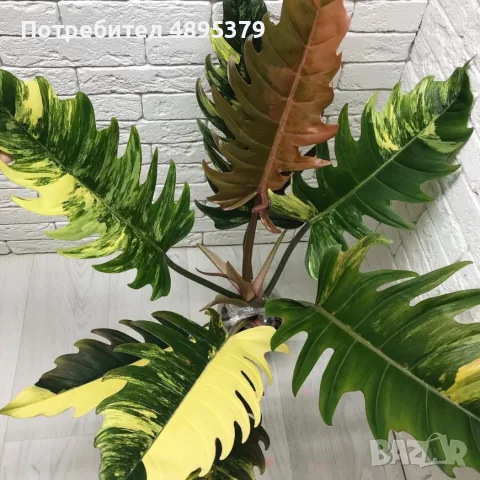Philodendron Caramel Marble Variegata, снимка 4 - Стайни растения - 55395533