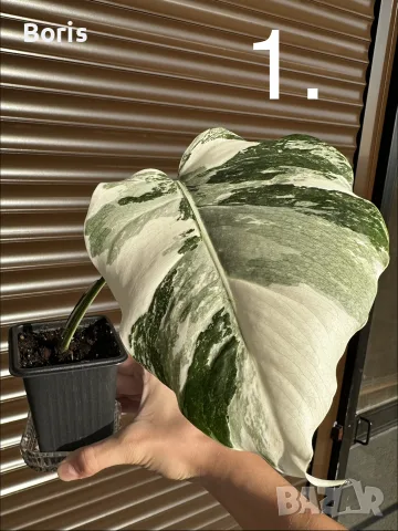 Monstera Albo Variegata (Монстера Албо Вариегата), снимка 3 - Стайни растения - 54804626