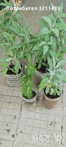 Продавам чашкодрян, салвия, розмарин, алое ,делосперма, евонимус, снимка 12 - Градински цветя и растения - 34722969