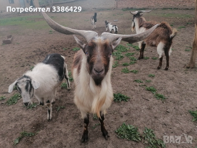 Продават се мъжки кастрирани и пръч, снимка 6 - Кози - 54171466