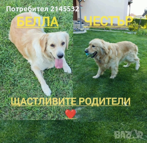 Голдън ретривър (Golden retriever) кученца , снимка 5 - Голдън ретривър - 54328992
