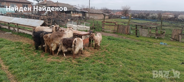 кози с ярета .козлета